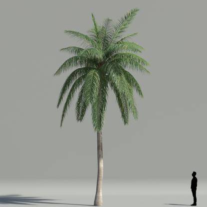 Coconut palm V5