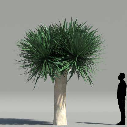 Dragon tree V1