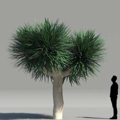 Dragon tree V2
