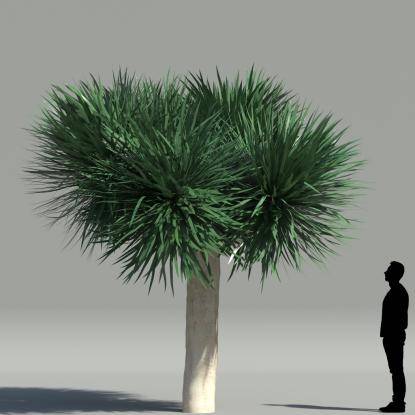 Dragon tree V3