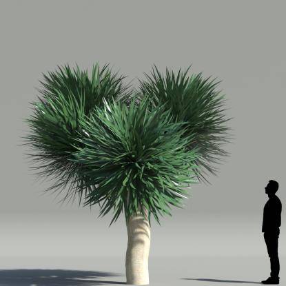 Dragon tree V5