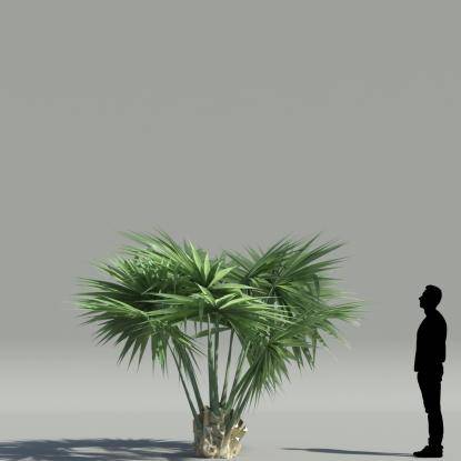 Dwarf Palmetto V1