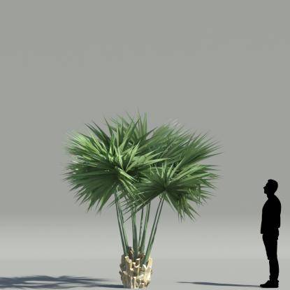 Dwarf Palmetto V2