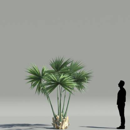 Dwarf Palmetto V3