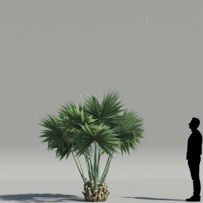 Dwarf Palmetto V4