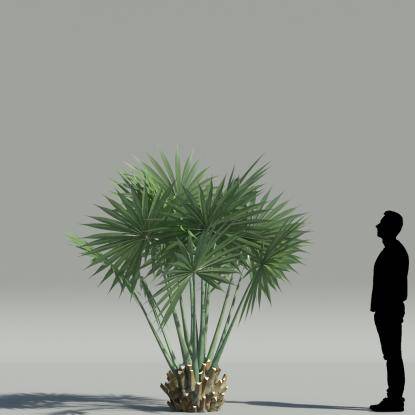 Dwarf Palmetto V5
