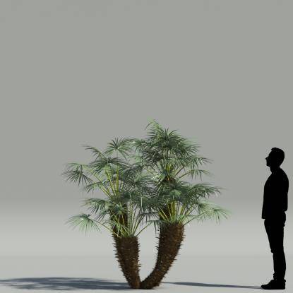 European fan palm V1
