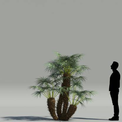 European fan palm V2