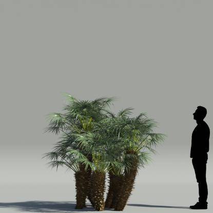 European fan palm V3
