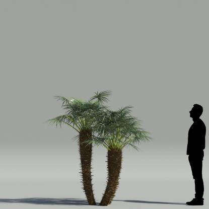 European fan palm V4