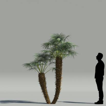 European fan palm V5