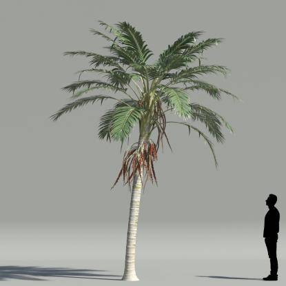 Kentia palm V1