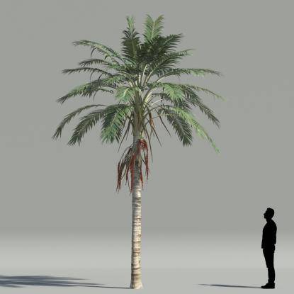 Kentia palm V2