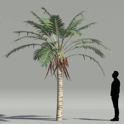 Kentia palm V3