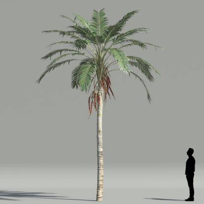 Kentia palm V4