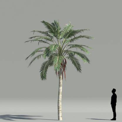 Kentia palm V5