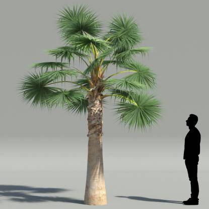 Mexican fan palm V1