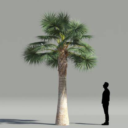 Mexican fan palm V2