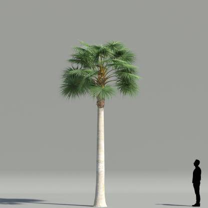 Mexican fan palm V4