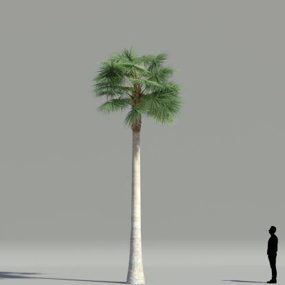 Mexican fan palm V5