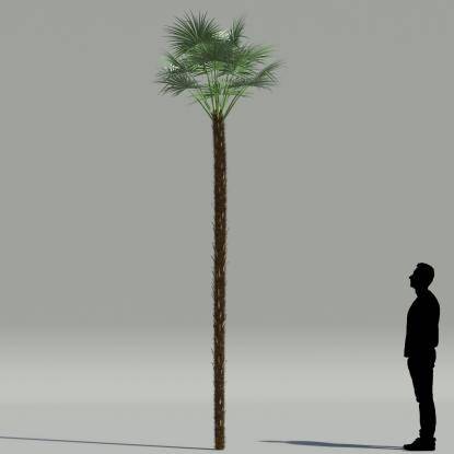 Paurotis palm V1