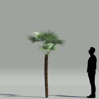 Paurotis palm V2