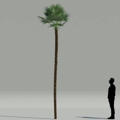 Paurotis palm V3