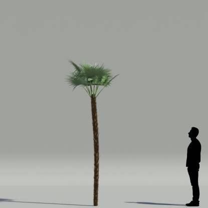 Paurotis palm V4