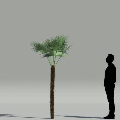 Paurotis palm V5