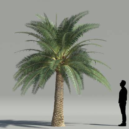 True date palm V1