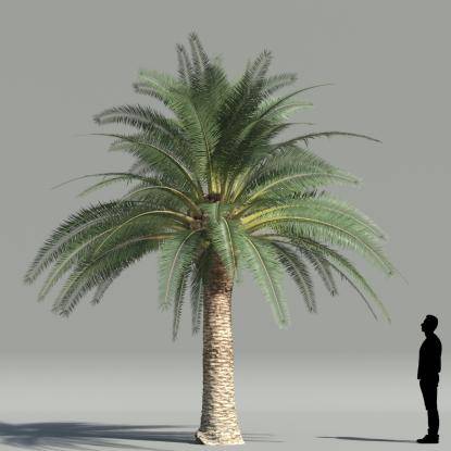 True date palm V2