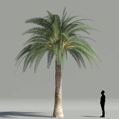 True date palm V3