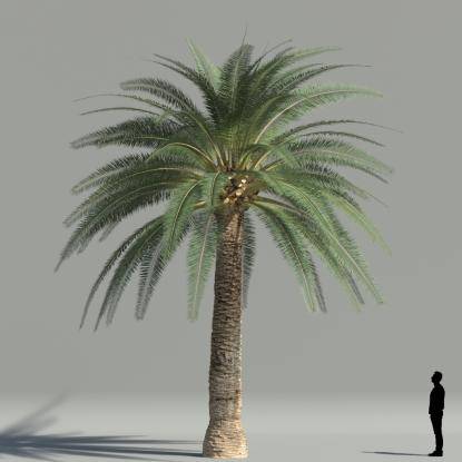 True date palm V4