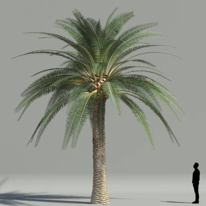 True date palm V5