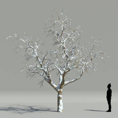 Catalpa winter V1