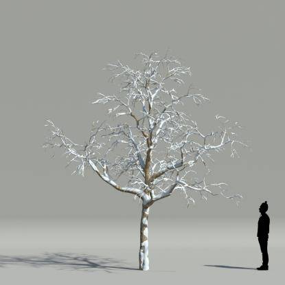 Catalpa winter V2