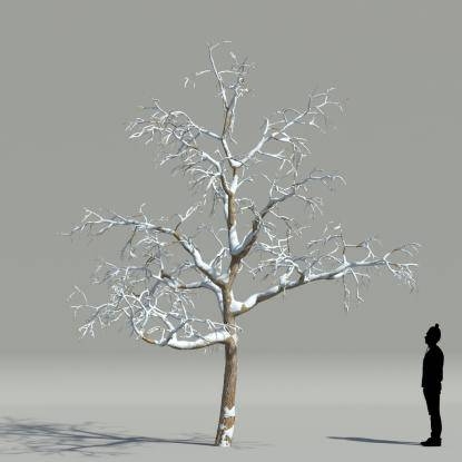 Catalpa winter V3