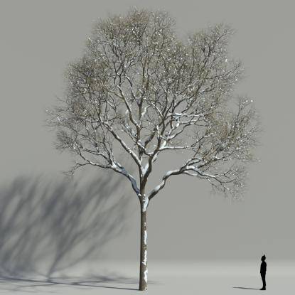 European ash winter V2
