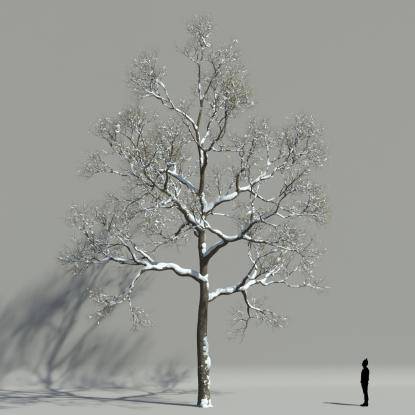 European ash winter V3