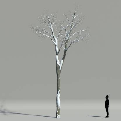 European hornbeam winter V1