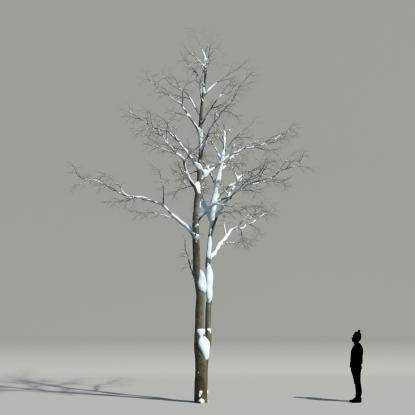 European hornbeam winter V2