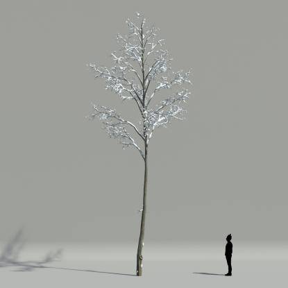 European hornbeam winter V3
