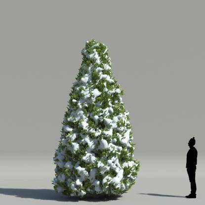 Oriental Arborvitae V1