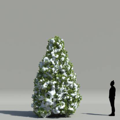 Oriental Arborvitae V2
