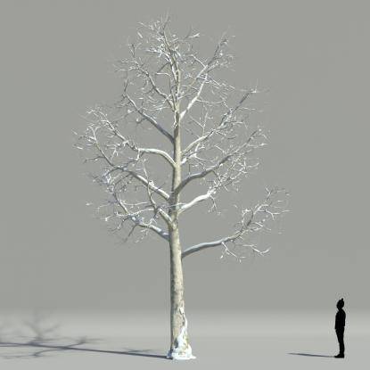 Plane tree winter V1