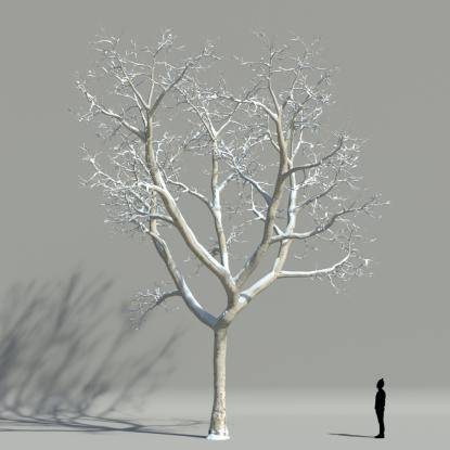 Plane tree winter V2