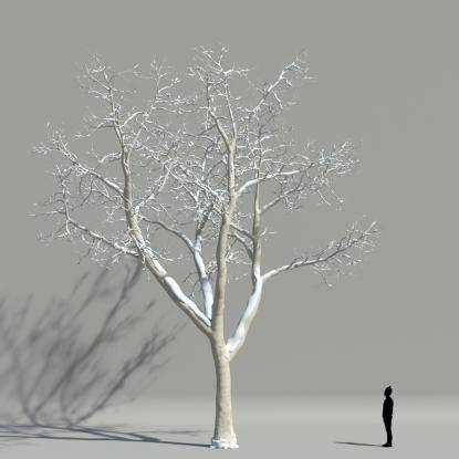 Plane tree winter V3