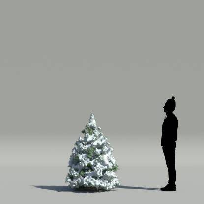 Rocky Mountain fir winter V2