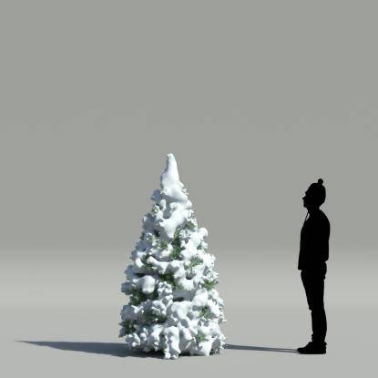 Rocky Mountain fir winter V3