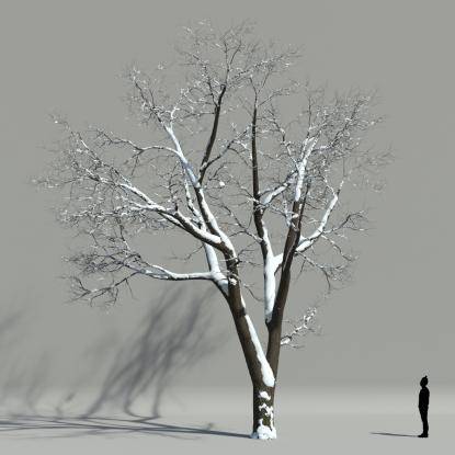 Scotch elm winter V1